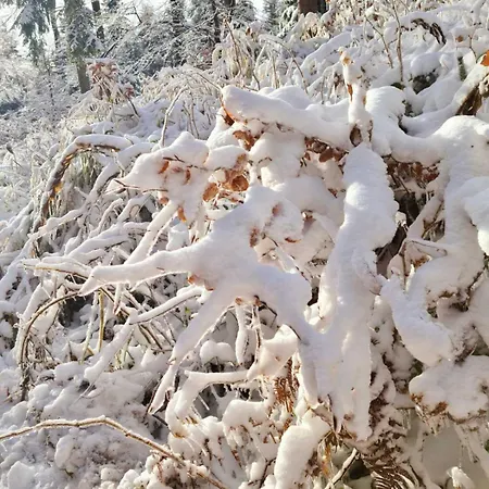 Skicity Pohorje Bellevue Apartman Hocko Pohorje